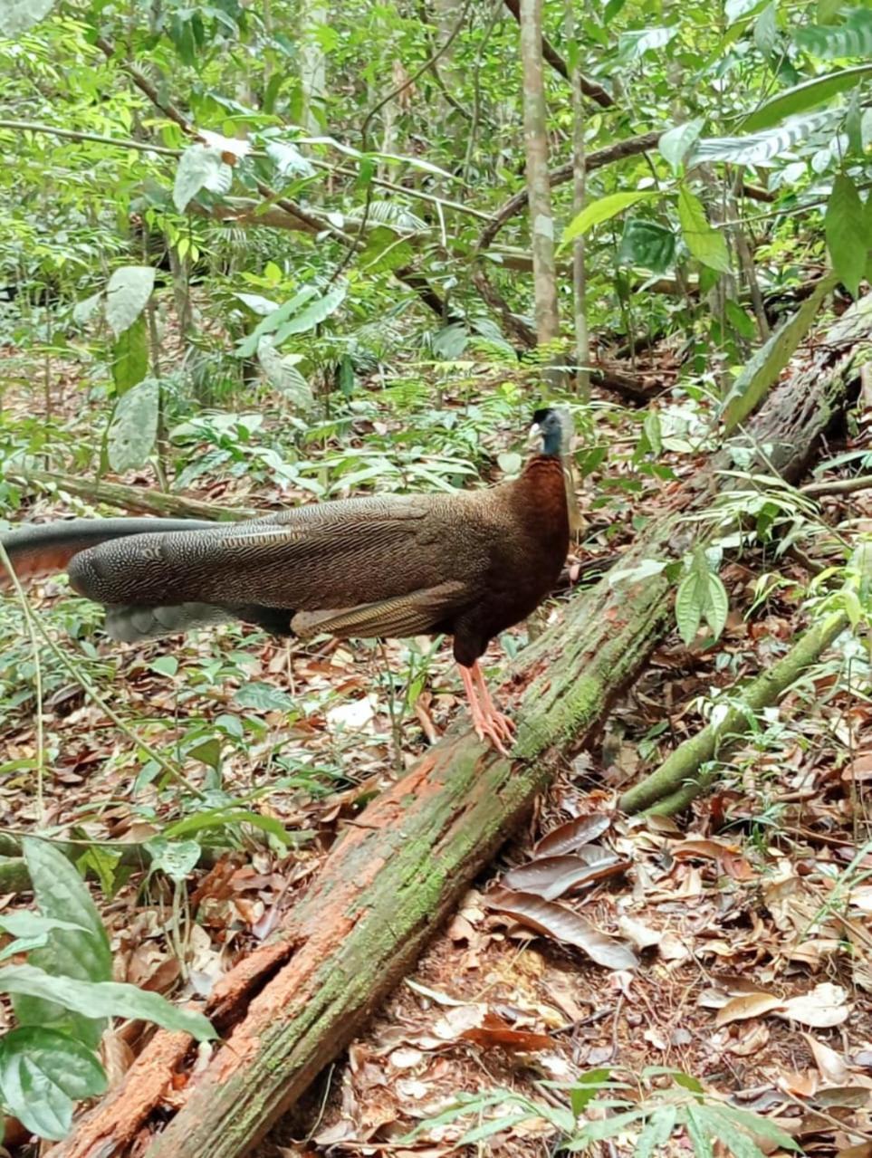 Landak River Guest House Only Trekking With Us Bukit Lawang Ngoại thất bức ảnh
