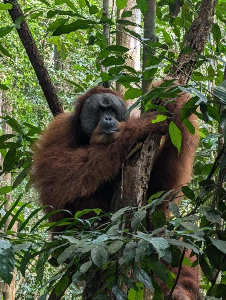 Landak River Guest House Only Trekking With Us Bukit Lawang Ngoại thất bức ảnh