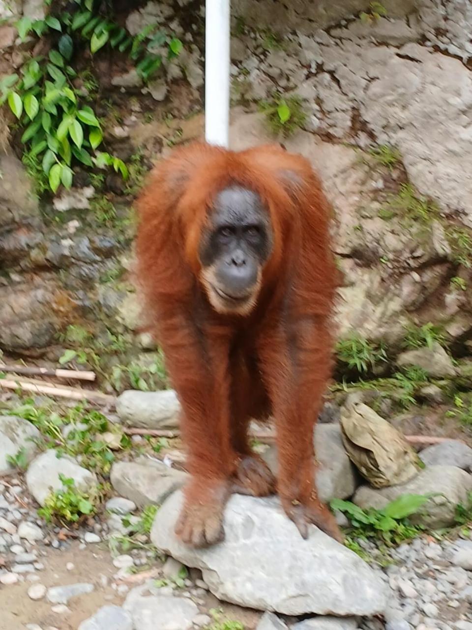Landak River Guest House Only Trekking With Us Bukit Lawang Ngoại thất bức ảnh
