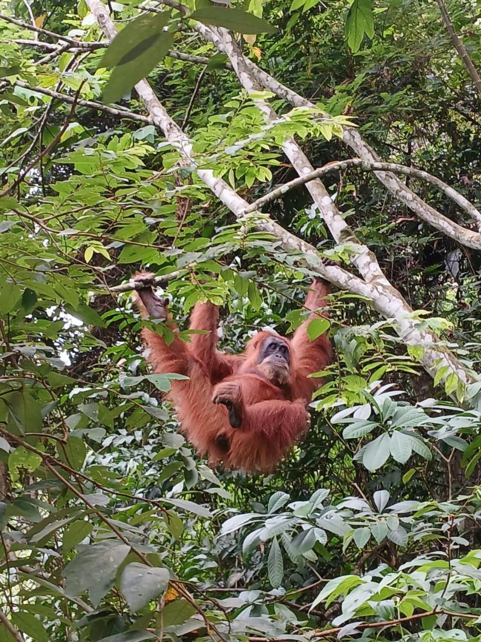 Landak River Guest House Only Trekking With Us Bukit Lawang Ngoại thất bức ảnh