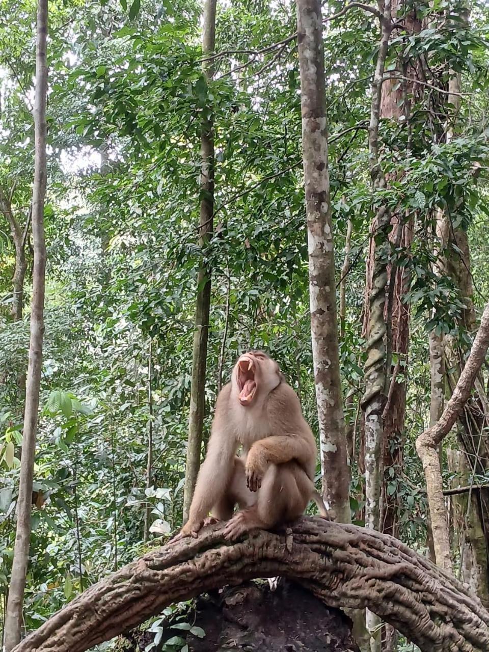 Landak River Guest House Only Trekking With Us Bukit Lawang Ngoại thất bức ảnh