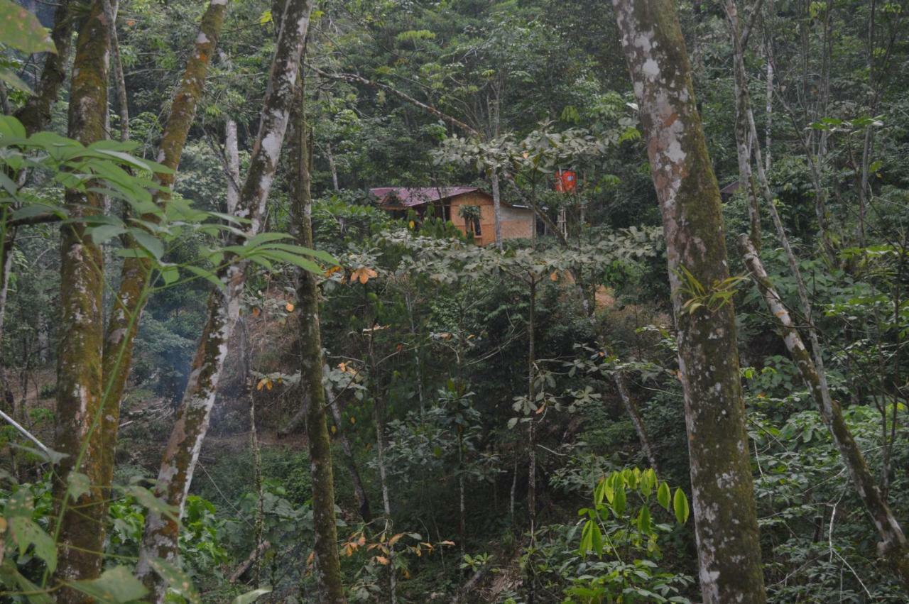 Landak River Guest House Only Trekking With Us Bukit Lawang Ngoại thất bức ảnh