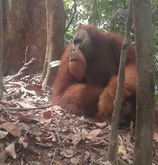 Landak River Guest House Only Trekking With Us Bukit Lawang Ngoại thất bức ảnh