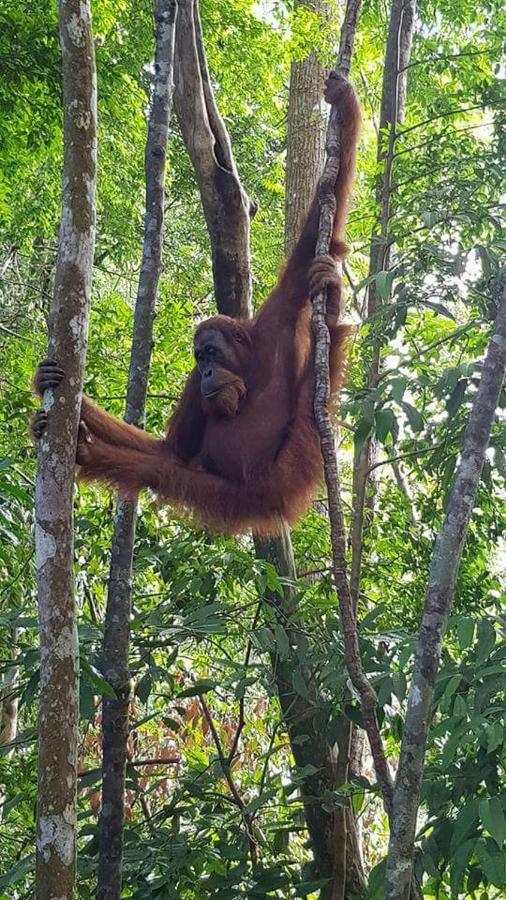 Landak River Guest House Only Trekking With Us Bukit Lawang Ngoại thất bức ảnh