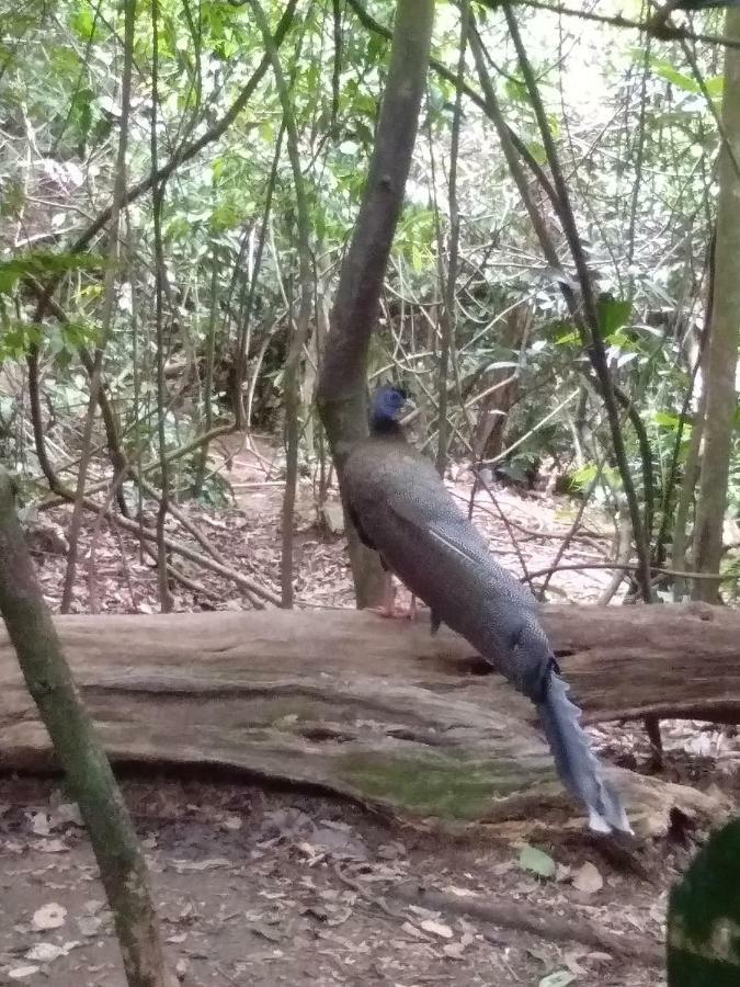 Landak River Guest House Only Trekking With Us Bukit Lawang Ngoại thất bức ảnh