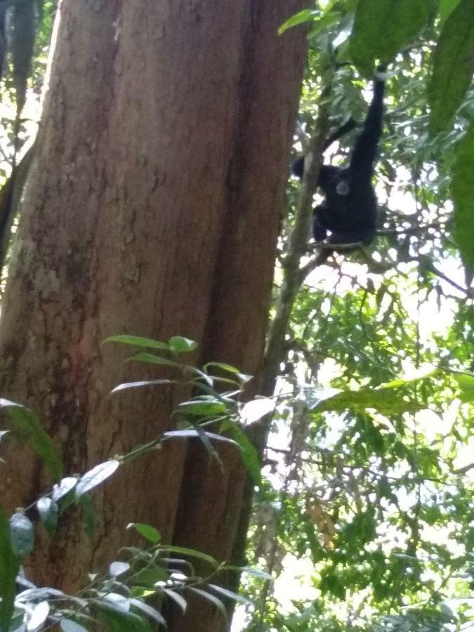 Landak River Guest House Only Trekking With Us Bukit Lawang Ngoại thất bức ảnh