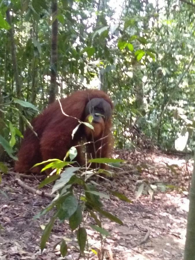 Landak River Guest House Only Trekking With Us Bukit Lawang Ngoại thất bức ảnh